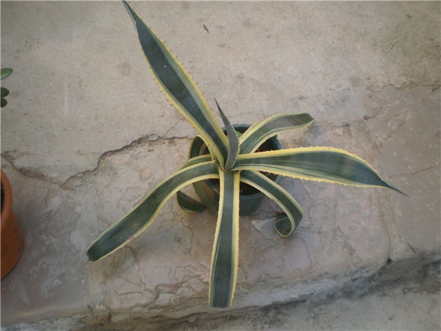 Agava americana marginata